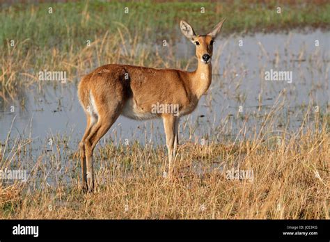 Southern Reedbuck Redunca Arundinum In Natural Habitat Southern