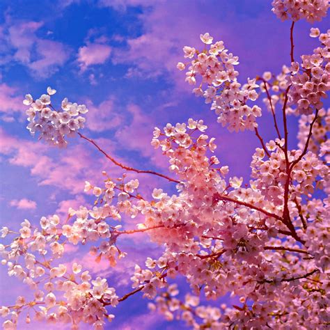 Sunset Cherry Blossom Wallpapers - Top Free Sunset Cherry Blossom ...