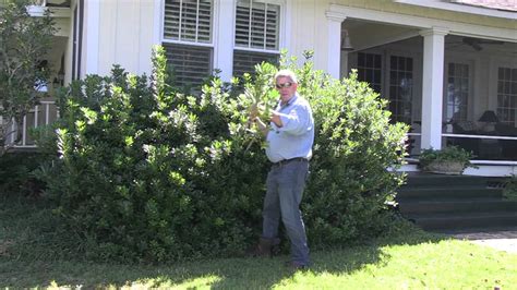 Pittosporum Shrub Trimming by Will Brown 2 - YouTube