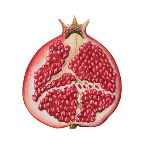 Watercolor Ripe Pomegranate Half Cutted Pomegranate Seeds Hand Drawn