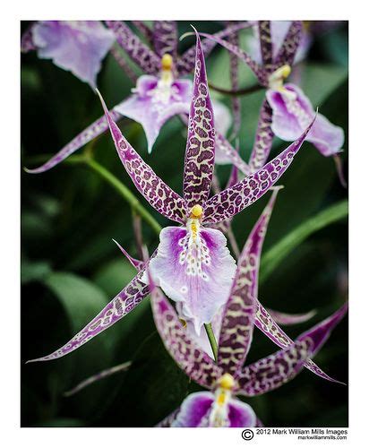 Purple And White Orchids With Green Leaves In The Background