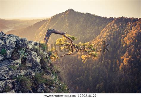 Dwarf Pine Tree On Sokolica Peak Stock Photo Shutterstock