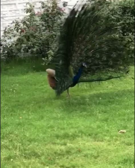 Peacock 🦚 Dance In 🌧️ Youtube