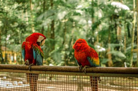 Red Parrot · Free Stock Photo