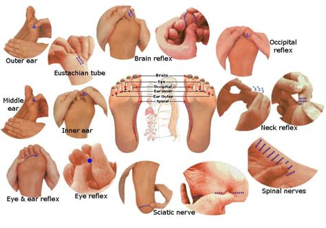 Reflexology Nervous System Reflexology Nervous System Brain Nerves