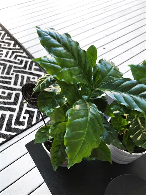 Our Modern Deck Oasis Makeover Reveal – Becca Risa Luna