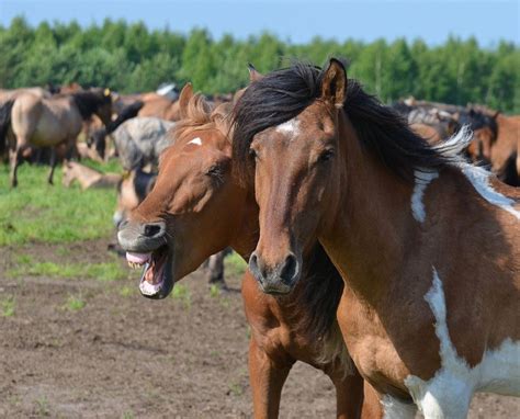 Bashkir horses | Лошади, Фотографии