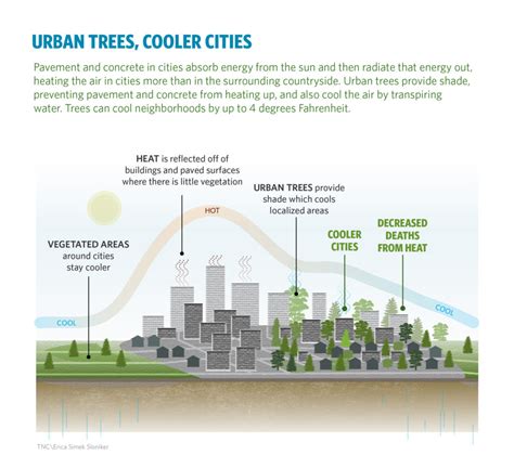 Relief From The Heat In Rapidly Warming Cities Trees Can Save Lives