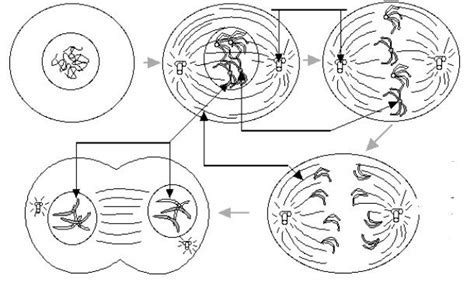 Mitosis & Cytokinesis Diagram | Quizlet