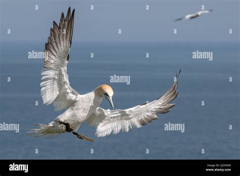 Northern Gannet Morus Bassanus Adult In Flight Coming In To Land RSPB