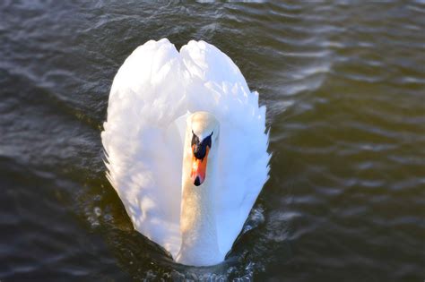 Free Images Nature Wing Lake Wildlife Reflection Beak Fauna