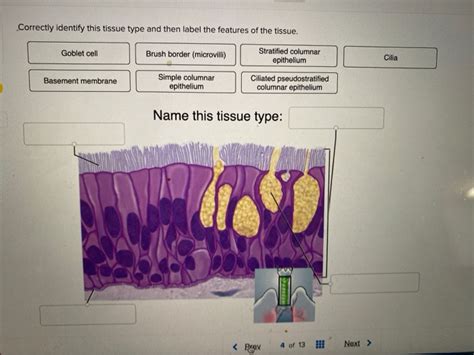 Solved Correctly Identify This Tissue Type And Then Label Chegg