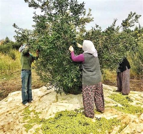 İzmir Haberleri Sizce zeytinyağının sırları nasıl ortaya çıkar