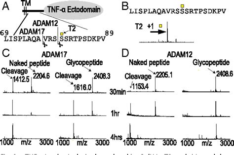 Figure 3 From A Systematic Study Of Modulation Of ADAM Mediated