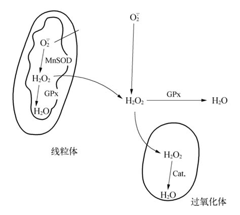 过氧化氢酶与谷胱甘肽过氧化物酶的协同作用 挂云帆