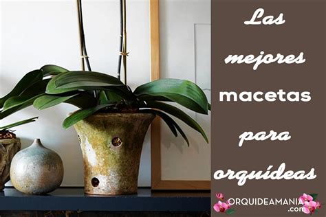 Las mejores macetas para orquídeas y cómo elegirlas Megaguía