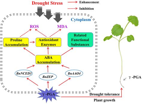 Possible mechanism of γ-PGA-induced system tolerance to drought stress ... 