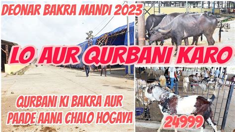 Deonar Bakra Mandi 2023 Wednesday Live Mandi Update QURBANI KA MAAL