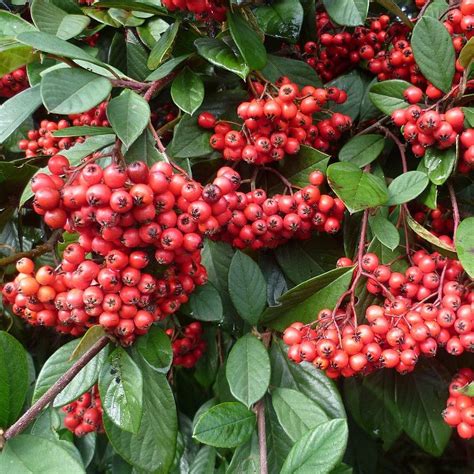 Cotoneaster lacteus lactea Vente Cotonéaster laiteux Arbuste