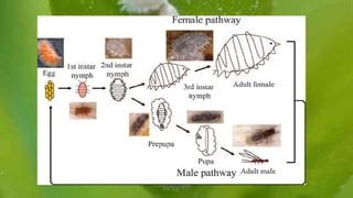 Mealy Bugs Life Cycle