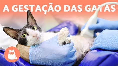 6 Sinais De Uma Gata Prenha GrÁvida E Outras Dúvidas Youtube