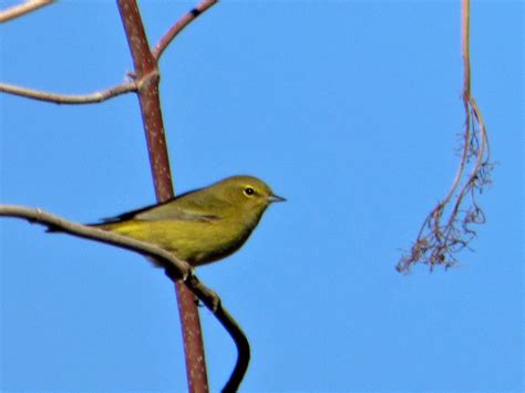 Geotripper S California Birds Orange Crowned Warbler On The Tuolumne River