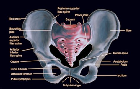 Anatomy Of The Pelvic Human Anatomy