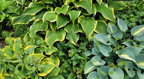 10 Common Reasons Why Your Hosta Leaves Turning Yellow (And How To Fix Them)