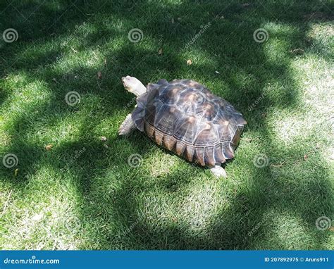 Turtle walking on land stock image. Image of turtle - 207892975