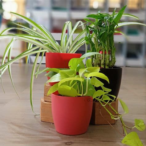 Best desk plants | TheGreenyard.in