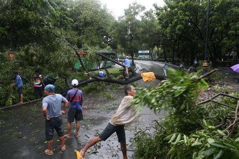 Toppled Tree Blocks Road In Manila The Manila Times