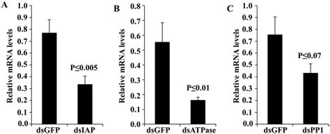 Knockdown Efficiency Determined By Rt Qpcr In Dsrna Injected Bmsb One