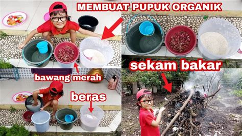 Membuat Pupuk Organik Cair Dari Air Cucian Beras Dan Bawang Merah