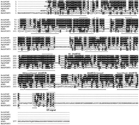 Amino Acid Sequence Alignment Of RcLPCAT Acc KC540908 With LPLAT