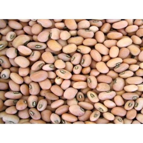 Jual KACANG TOLO KACANG TUNGGAK 1 2 KG Shopee Indonesia