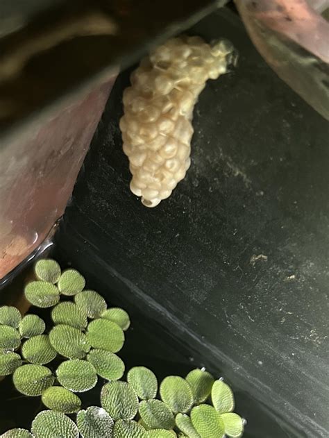 Are My Mystery Snail Eggs Dried Out Raquaticsnails