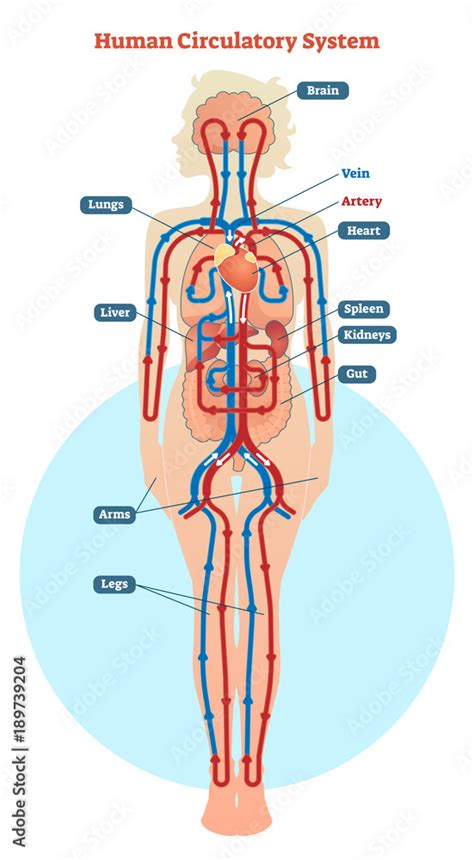 Human Circulatory System vector illustration diagram, blood vessels ...