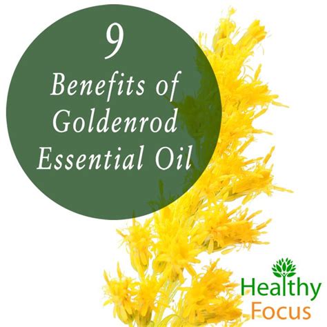 9 Benefits Of Goldenrod Essential Oil Healthy Focus