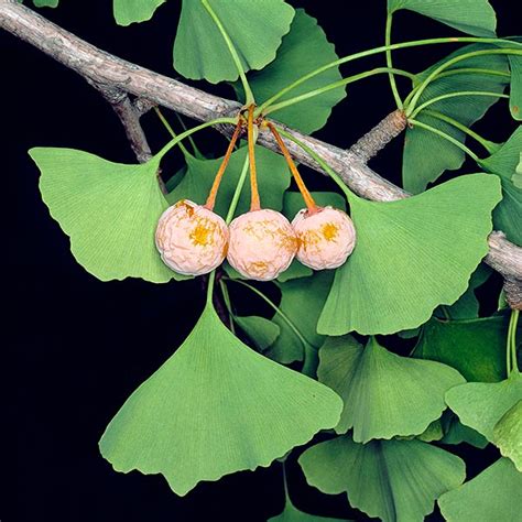 Ginkgo Biloba Monaco Nature Encyclopedia