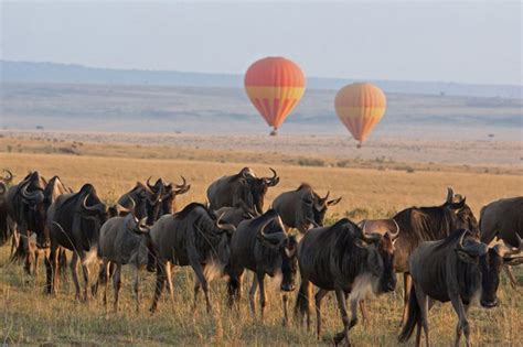 Serengeti National Park | Jerry Tanzania Tours