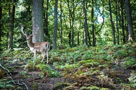 Parc à gibier de Saint Hubert Merveilleuse faune de Wallonie