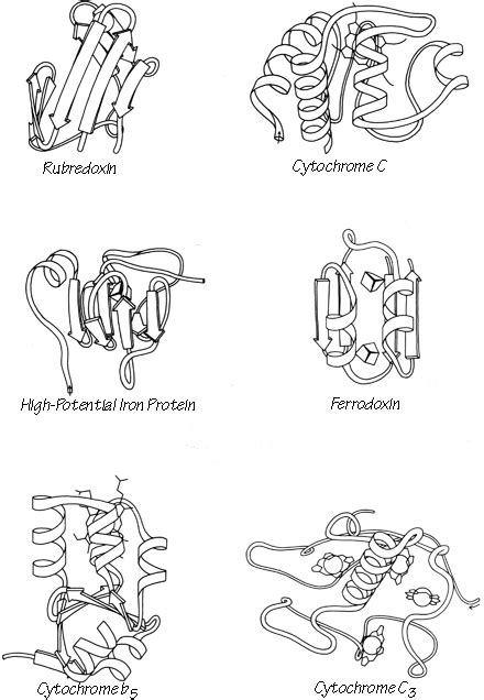 Protein Drawing at PaintingValley.com | Explore collection of Protein ...