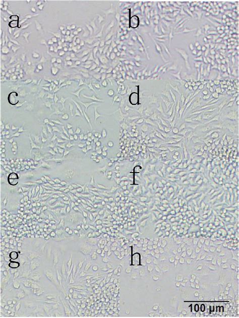 The Morphology Of Bmscs In Passage Generation A F The Cell States