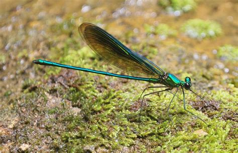 rare damselfly buda mindanao island philippines