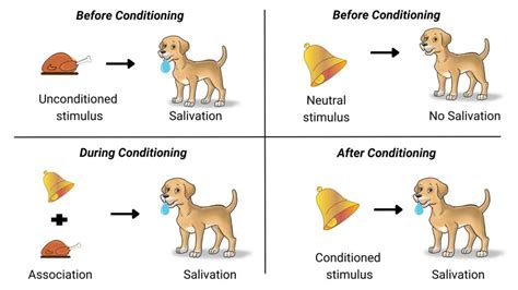 Pavlovs Dog Experiment: Significance Of Classical Conditioning ...