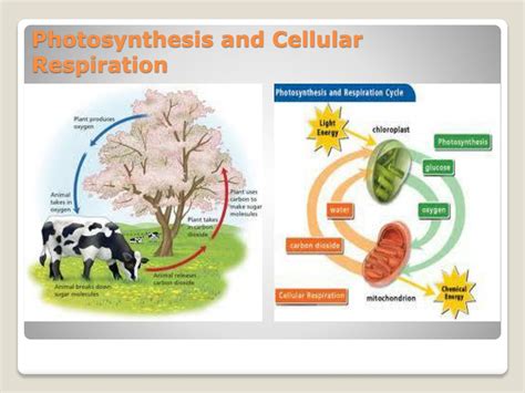 Ppt Energy Production In Living Organisms Photosynthesis And