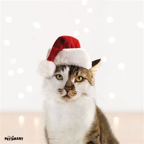 Feline Festivities Christmas Cats That Will Melt Your Heart