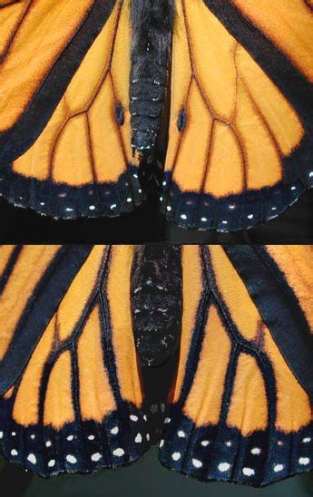 Help Save Monarch Butterflies How To Determine The Sex Of A Monarch