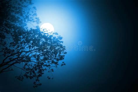 Moonlight Through Tree - Night Scene