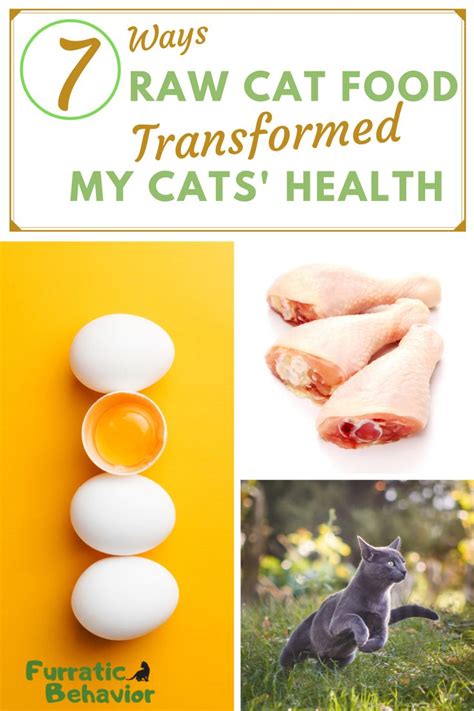 7 Ways Raw Cat Food Has Transformed My Cats Health Healthy Cat Food